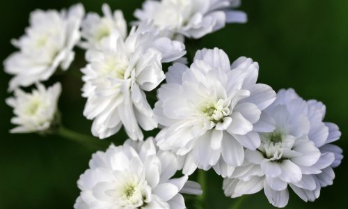 Photo of white flowers.