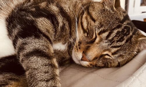 Alternative Text: A sleeping tabby cat named Remy is pictured sleeping on a grey blanket