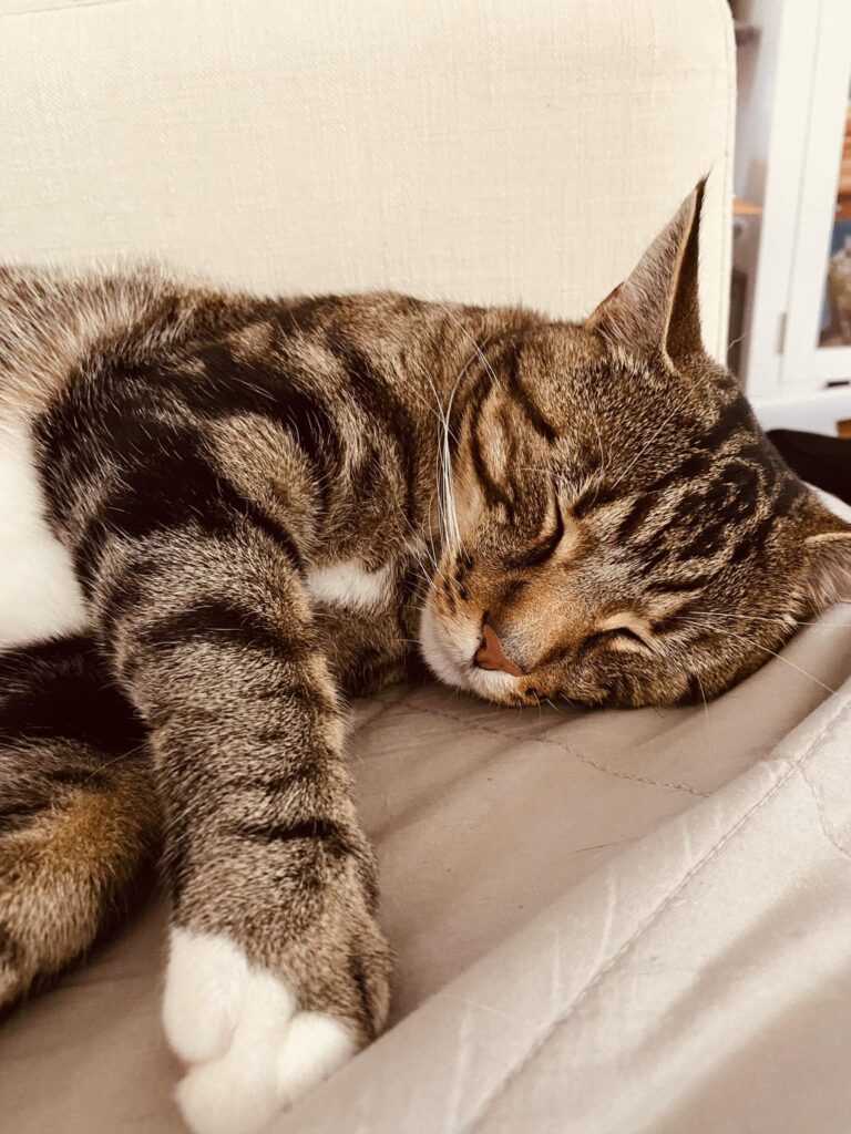 Alternative Text: A sleeping tabby cat named Remy is pictured sleeping on a grey blanket