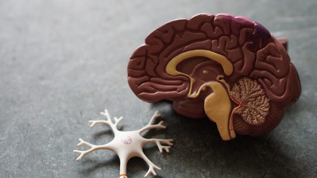 A model of one hemisphere of the human brain and a neuron